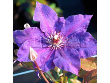 Clematis hybriden The President Клематис гибридный Зе Президент 2 (слабая) 2 ltr &#8364; 6,04 453,21р..jpg