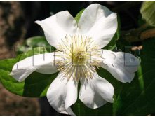 Clematis hybriden Toki Клематис гибридный Токи 2 (слабая) 2 ltr &#8364; 6,04 453,21р..jpg
