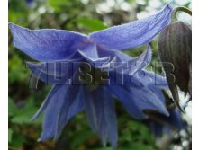 Clematis alpina Cecile Клематис альпийский Сесиль 1 (без обрезки) 2 ltr &#8364; 6,04 453,21р..jpg
