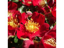 Rosa patio Bienenweide Rot.jpg