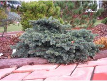 123,6.  Picea abies Waldbrund_P9.jpg