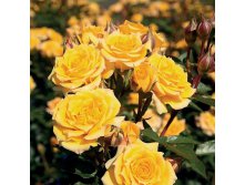 Rosa miniature Yellow Clementine.jpg