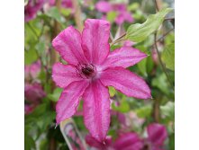 Clematis hybriden Barbara Dibley Клематис гибридный Барбара Диблей 2 (слабая) 2 ltr &#8364; 6,57 492,58р..jpg