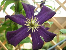 Clematis hybriden Romantika Клематис гибридный Романтика 3 (сильная) 2 ltr &#8364; 6,04 453,21р..jpg