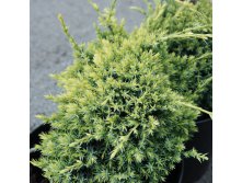 102,5.  Juniperus squamata Gold Tip.jpg