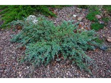 86,7.  Juniperus squamata Blue Carpet.jpg