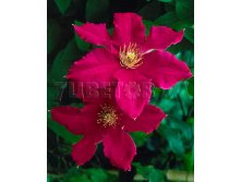 Clematis hybriden Ernest Markham Клематис гибридный Эрнест Маркхам 3 (сильная) 2 ltr &#8364; 6,04 453,21р..jpg