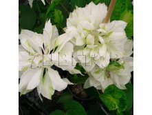 Clematis hybriden Yukiokoshi Клематис гибридный Юкиокоши 2 (слабая) 2 ltr &#8364; 6,57 492,58р..jpg