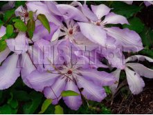 Clematis hybriden Serafina Клематис гибридный Серафина 2 (слабая) 2 ltr &#8364; 6,04 453,21р..jpg