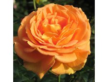 Rosa floribunda Goldelse.jpg