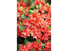 Azalea japonica Geisha Orange     -22C 2 ltr 12-18 &#8364; 7,25 543,77..jpg