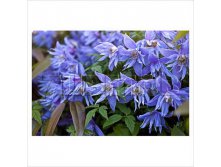 Clematis alpina Janny    1 ( ) 2 ltr &#8364; 6,57 492,58..jpg