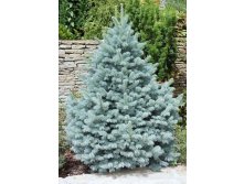 92.  Picea pungens Glauca Majestic Blue_P9 15-20.jpg