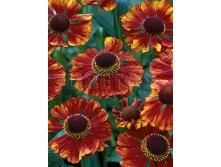 Helenium Chelsey Гелениум Челси &#8364; 1,05 76,65руб..jpg