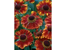 Helenium Chelsey   &#8364; 1,05 76,65..jpg