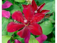 Clematis hybriden Westerplatte Клематис гибридный Вестерплат 2 (слабая) 2 ltr &#8364; 6,04 453,21р..jpg