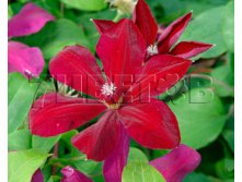 Clematis hybriden Westerplatte    2 () 2 ltr &#8364; 6,04 453,21..jpg