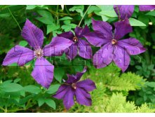 Clematis viticella Polish Spirit Клематис фиолетовый Полиш Спирит 3 (сильная) 2 ltr &#8364; 6,04 453,21р..jpg
