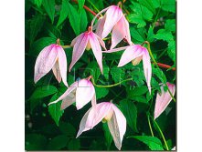 Clematis alpina Willy Клематис альпийский Вилли 1 (без обрезки) 2 ltr &#8364; 6,04 453,21р..jpg