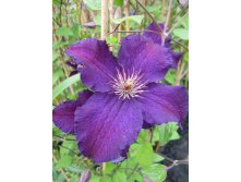 Clematis hybriden Rasputin Клематис гибридный Распутин 3 (сильная) 2 ltr &#8364; 6,04 453,21р..jpg