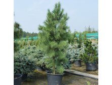 403,5.  Pinus strobus Fastigiata ( 1,5)