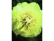 Paeonia Itoh Bartzella Пион Ито-гибрид Бартзелла &#8364; 7,63 556,99руб..jpg