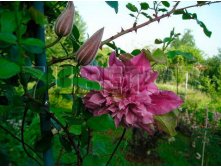 Clematis hybriden Patricia Ann Fretwell Клематис гибридный Патрисия Анн Фретуэлл 2 (слабая) 2 ltr &#8364; 6,57 492,58р..jpg