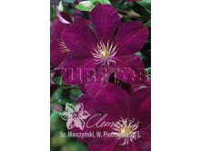 Clematis hybriden Syrena Клематис гибридный Сурена 3 (сильная) 2 ltr &#8364; 6,04 453,21р..jpg