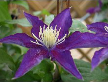 Clematis hybriden Hakuookan Клематис гибридный Хакуакан 2 (слабая) 2 ltr &#8364; 6,04 453,21р..jpg