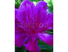 Paeonia lactiflora Purple Spider Пион молочноцветковый Перпл Спайдер &#8364; 3,54 258,42руб..jpg