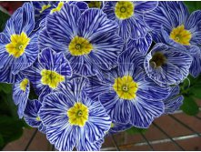 Primula Blue Zebra Примула Блю Зебра &#8364; 1,27 92,71руб..jpg