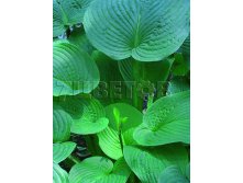 Hosta Jurassic Park Хоста Джурассик Парк &#8364; 1,96 143,08руб..jpg