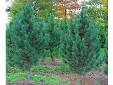 424,6.  Pinus cembra Glauca ( 1,5)