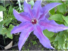 Clematis hybriden Dzieci Warszawy Клематис гибридный Дзаеси Варсзави 2 (слабая) 2 ltr &#8364; 6,04 453,21р..jpg