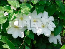 Clematis hybriden Marie Boisselot Клематис гибридный Мари Бусселот 2 (слабая) 2 ltr &#8364; 6,04 453,21р..jpg