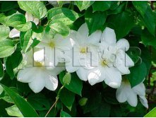 Clematis hybriden Marie Boisselot     2 () 2 ltr &#8364; 6,04 453,21..jpg