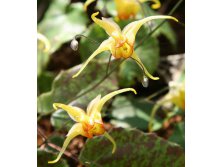 Epimedium Amber Queen Эпимедиум Амбер Квин &#8364; 2,78 202,94руб..jpg