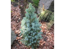 102,5.  Picea glauca Sanders Blue_P9 15-20.jpg