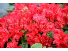 Rhododendron repens Scarlet Wonder     -22C 5 ltr 25-35 &#8364; 16,37 1 228,05..jpg