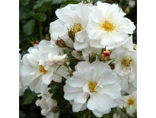 Rosa groundcover Schneek&#246;nigin.jpg