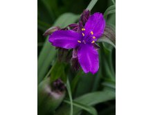 Tradescantia andersoniana Concord Grape Традесканция Андерса Конкорд Грап &#8364; 0,77 56,21руб..jpg