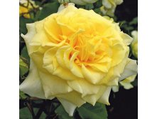 Rosa tea hybrid Sterntaler.jpg