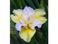 Iris Sibirica Yellow Tail.jpg