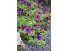 Geranium Ann Folkard Герань Энн Фолкард &#8364; 1,49 108,77руб..jpg