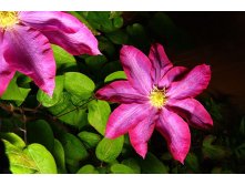 Clematis hybriden Kakio Клематис гибридный Какио 2 (слабая) 2 ltr &#8364; 6,04 453,21р..jpg