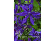 Clematis integrifolia Ryuan Клематис цельнолистный Раян 3 (сильная) 2 ltr &#8364; 6,04 453,21р..jpg
