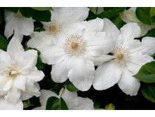 Clematis hybriden Halina Noll Клематис гибридный Галина Нолл 2 (слабая) 2 ltr &#8364; 6,04 453,21р..jpg