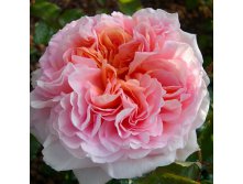 Rosa park Abraham Darby.jpg