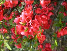  Chaenomeles speciosa Rubra 3 60-80-4,17.jpg