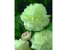 Paeonia lactiflora Shirley Temple Пион молочноцветковый Ширли Темпл &#8364; 2,50 182,50руб..jpg